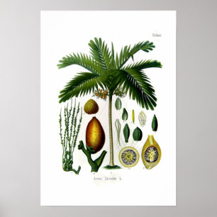 Póster Areca catechu (palma de nuez de betel)