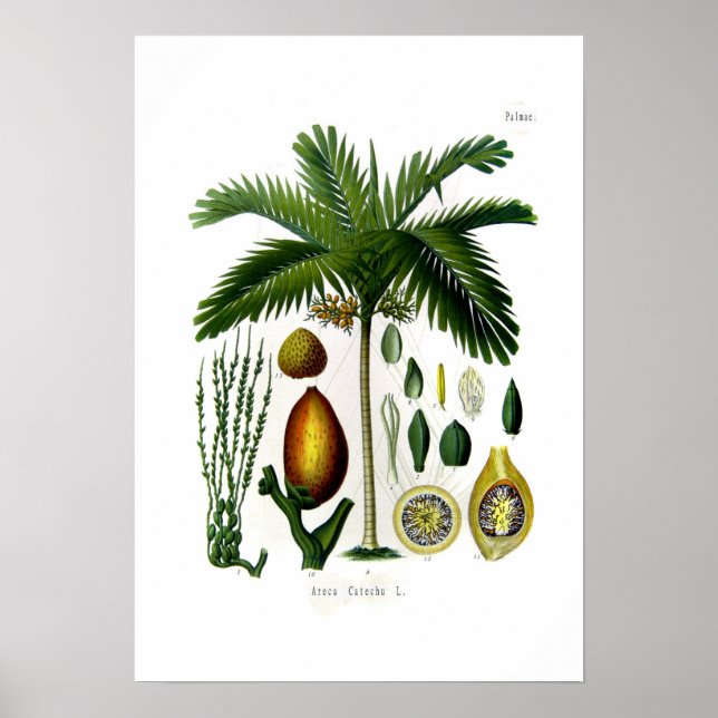 Póster Areca catechu (palma de nuez de betel) (Frente)
