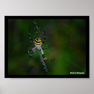 Póster Argiope bruennichi, Avispa, Araña de jardín