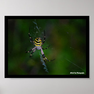 Póster Argiope bruennichi, Avispa, Araña de jardín
