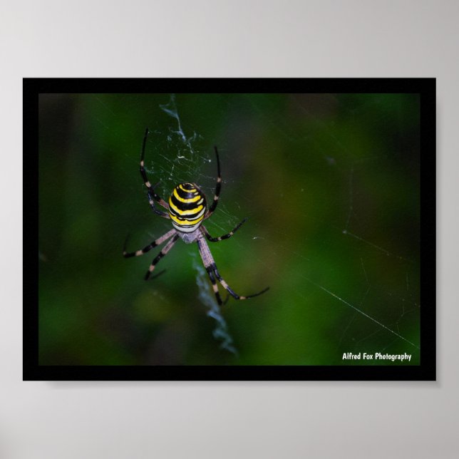 Póster Argiope bruennichi, Avispa, Araña de jardín (Frente)