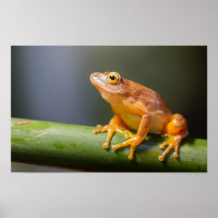 Póster Argus Reed Frog en una rama