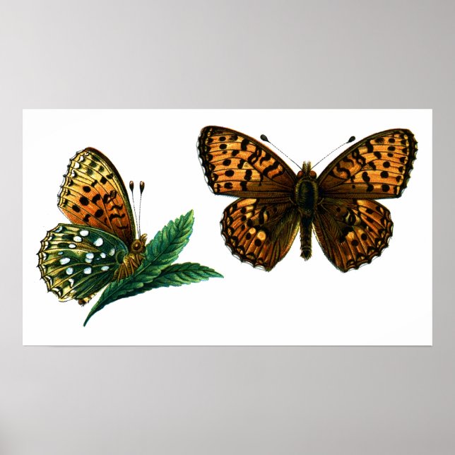 Póster Argynnis aglaja (Frente)