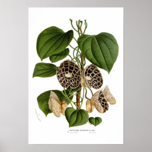Póster Aristolochia duchartrei