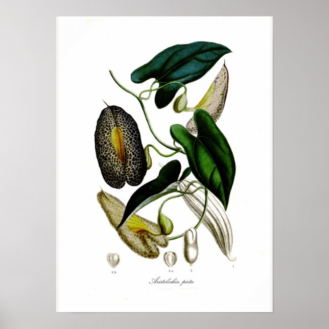 Póster Aristolochia picta (Frente)