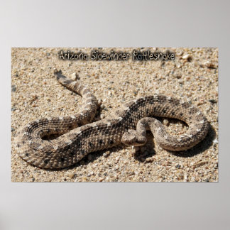 Póster Arizona Sidewinder Rattlesnake