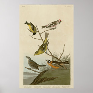 Póster Arkansaw Siskin, Rojo-encuesta harinosa, Tanager