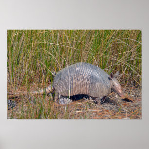 Póster Armadillo, Área silvestre de la isla del Oso, Caro