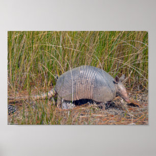 Póster Armadillo, Área silvestre de la isla del Oso, Caro