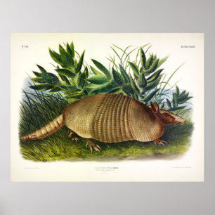 Póster Armadillo de nariz larga y nueve bandas de Audubon
