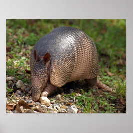 Póster Armadillo Poster