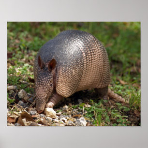 Póster Armadillo Poster