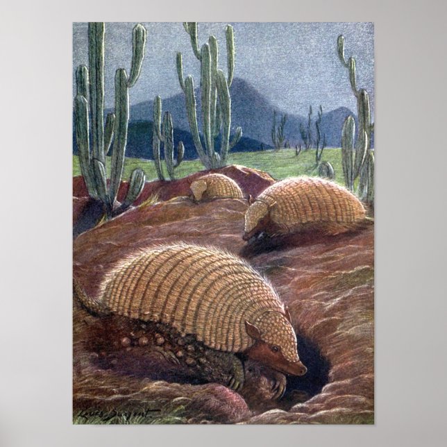 Póster Armadillos de Louis Sargent, animales salvajes de  (Frente)