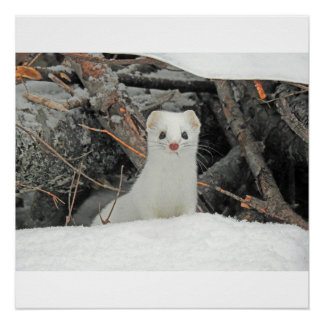 Póster Armiño Blanco