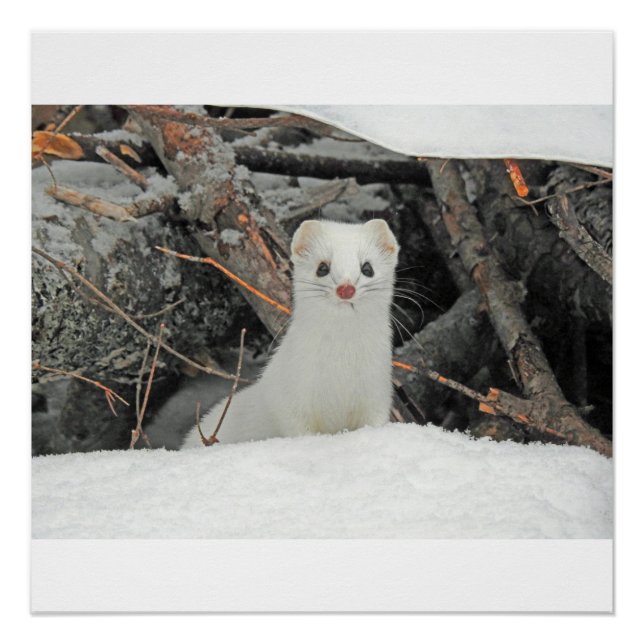 Póster Armiño Blanco (Anverso)