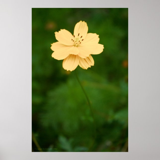 Póster Armonía pacífica (Frente)