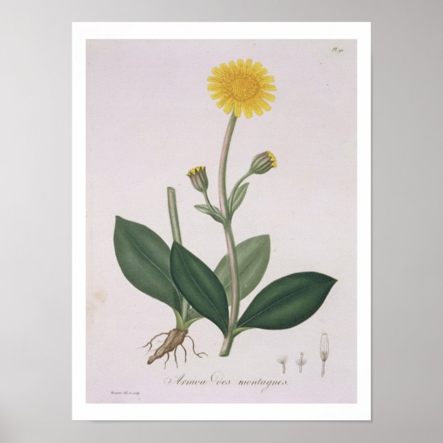 Póster Arnica Montana de 'Phytographie Medicale' de Jos (Frente)
