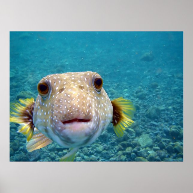 Póster Arothron Hispidus (Frente)