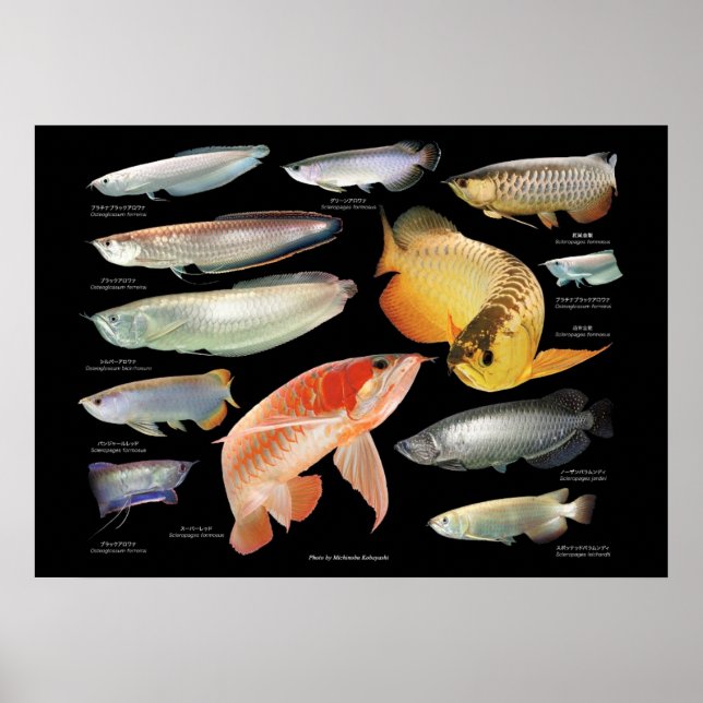 Póster Arowanaた ち の ポ ス タ (Frente)