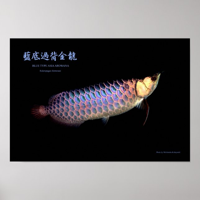 Póster Arowana asiática ‘tipo azul’ (Frente)
