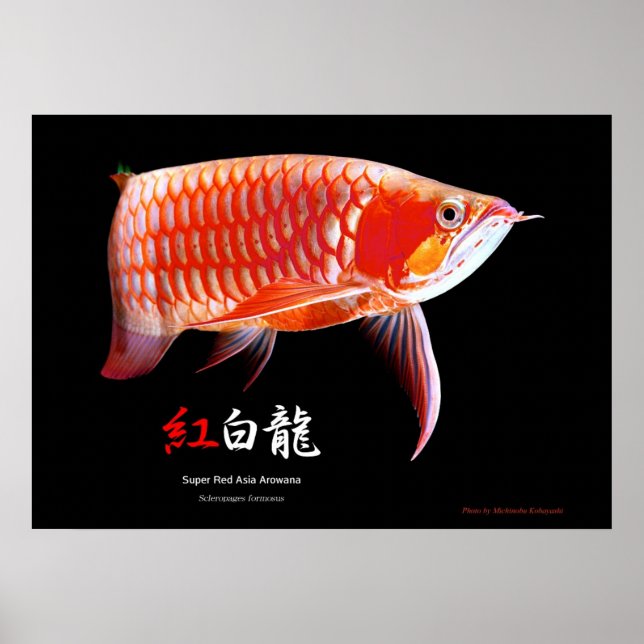 Póster Arowana asiática (tipo rojo) (Frente)