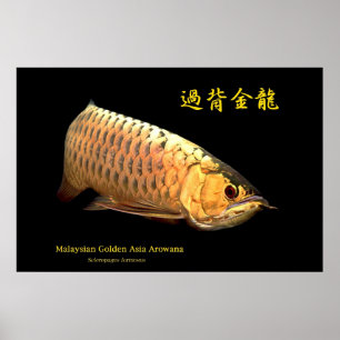 Póster Arowana dorada malaya