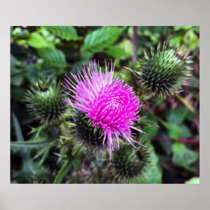 Póster arrebato rosa