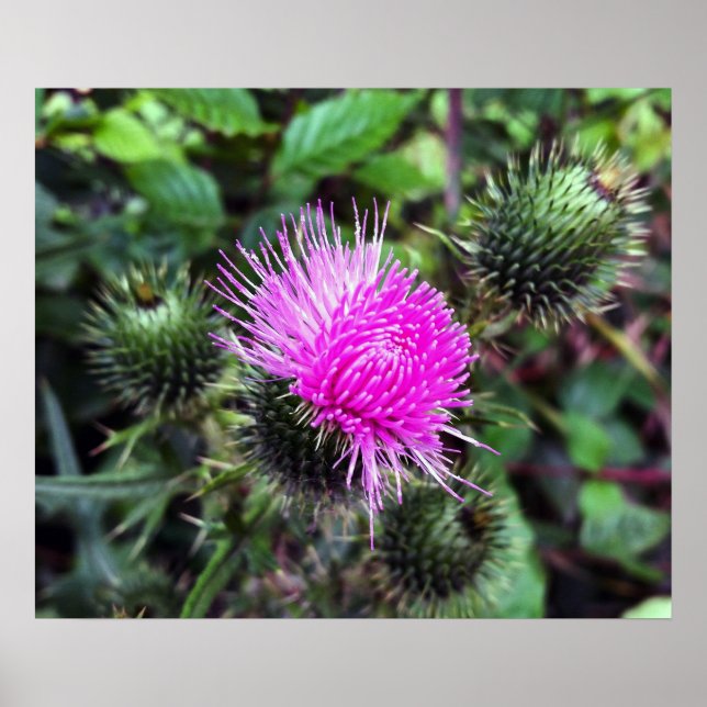 Póster arrebato rosa (Frente)