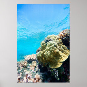 Póster Arrecife de coral