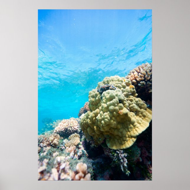 Póster Arrecife de coral (Frente)
