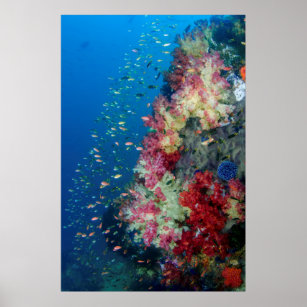 Póster Arrecife de coral subacuático, Indonesia