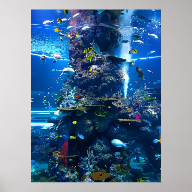Póster Arrecife de coral vivo con peces (Frente)
