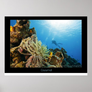 Póster Arrecife de Cozumel