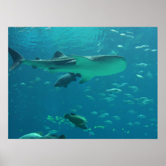 Póster Arrecife de tiburón