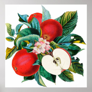 Póster Arreglo antiguo de manzanas botánicas, manzana t