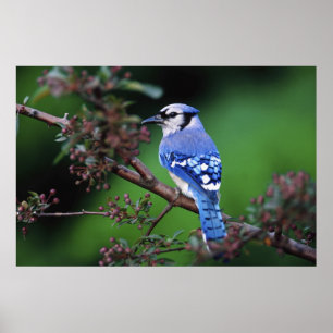 Póster Arrendajo azul, Cyaoncitta cristata
