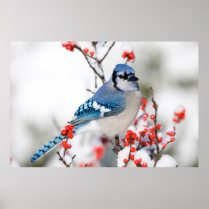 Póster Arrendajo azul en acebo común