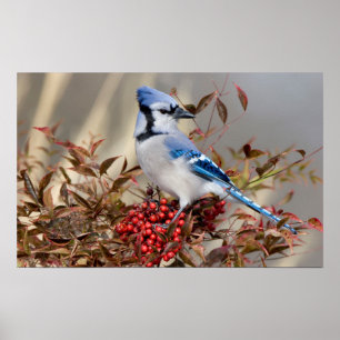 Póster Arrendajo azul en Bambú celestial Nandina