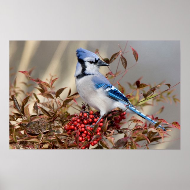 Póster Arrendajo azul en Bambú celestial Nandina (Frente)