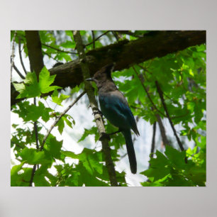 Póster Arrendajo de Steller en el Parque Nacional Yosemit