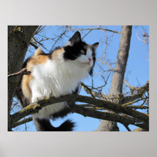 Póster arriba de un árbol por djoneill
