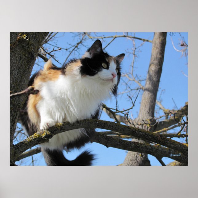 Póster arriba de un árbol por djoneill (Frente)