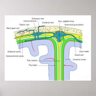 Póster Arriba del cráneo mostrando las membranas cerebral