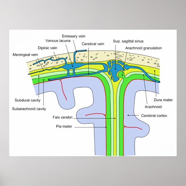 Póster Arriba del cráneo mostrando las membranas cerebral (Frente)