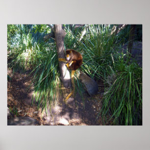 Póster "Arriba en árboles: Un canguro de árbol australian