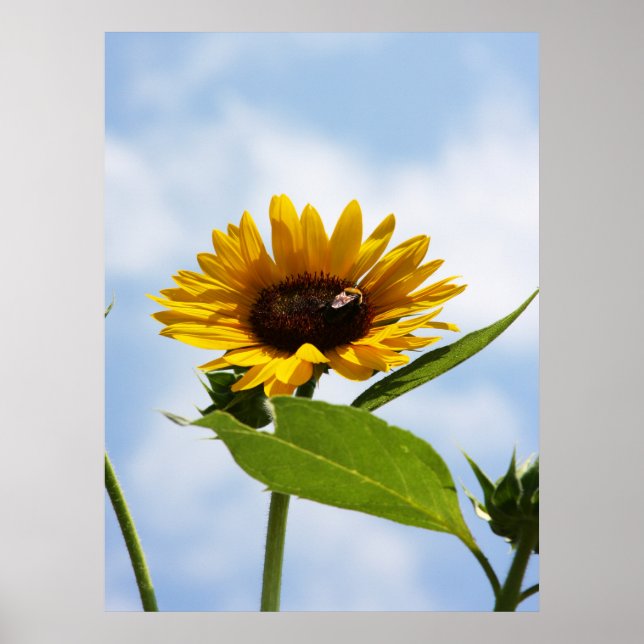 Póster Arriba en las nubes (Frente)