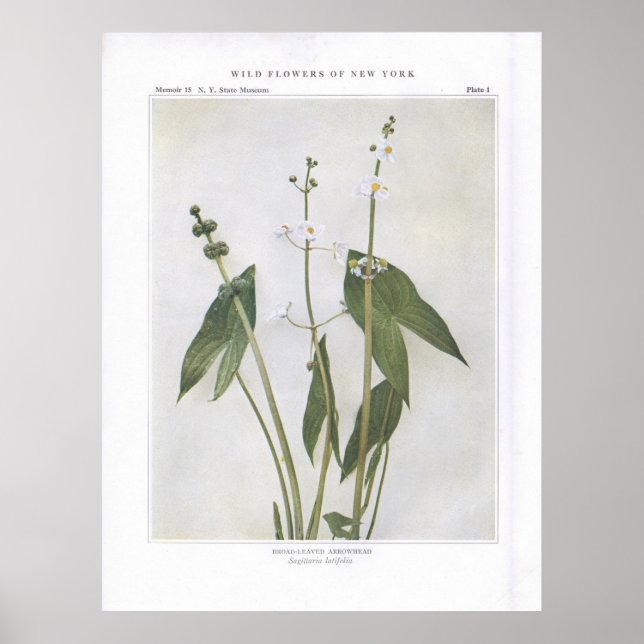 Póster Arrowhead de hoja amplia - Sagittaria latifolia (Frente)