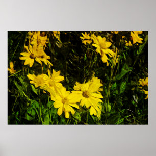 Póster Arrowleaf Balsamroot Flor silvestre amarillo Resum