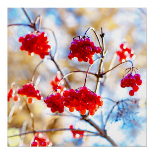 Póster Arrowwood Berries