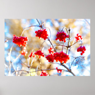 Póster Arrowwood Berries